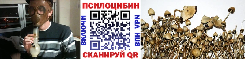 Купить Юрьев-Польский Псилоцибиновые грибы GOLDEN TEACHER